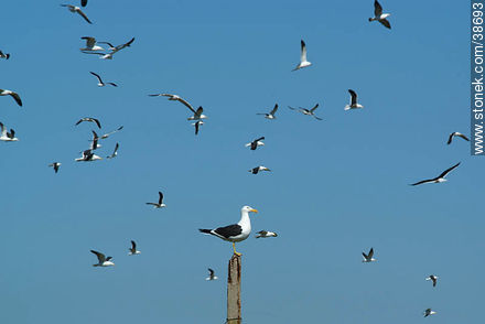 Isla de Flores. Flock of seagulls. -  - URUGUAY. Foto No. 38693