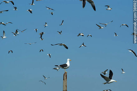 Isla de Flores. Flock of seagulls. -  - URUGUAY. Photo #38692