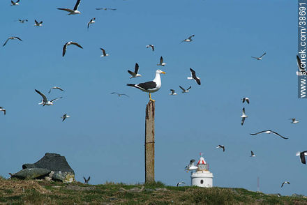 Isla de Flores. Flock of seagulls. -  - URUGUAY. Photo #38691