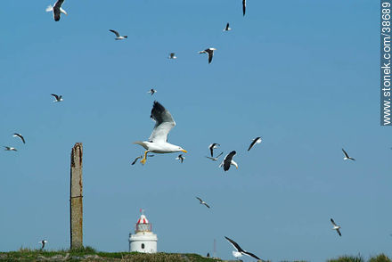 Isla de Flores. Flock of seagulls. -  - URUGUAY. Foto No. 38689