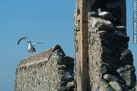 Isla de Flores -  - URUGUAY. Foto No. 38685
