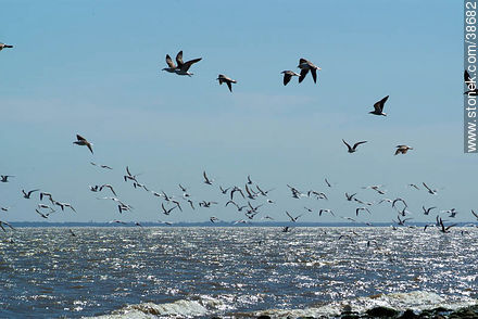 Isla de Flores. Flock of seagulls. -  - URUGUAY. Foto No. 38682