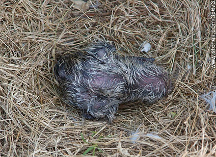 Just born seagull chick at Isla de Flores. -  - URUGUAY. Foto No. 38673