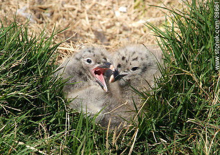 Seagull chicks at Isla de Flores. -  - URUGUAY. Foto No. 38661