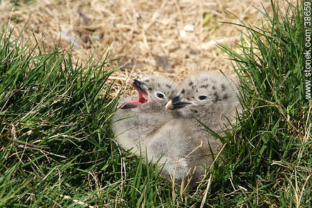 Seagull chicks at Isla de Flores. - Fauna - MORE IMAGES. Photo #38659
