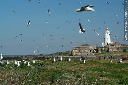 Isla de Flores. Segulls and lighthouse. -  - URUGUAY. Photo #38657