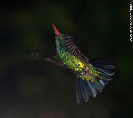 Hummingbird - Fauna - MORE IMAGES. Photo #38862