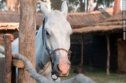 White horse - Tacuarembo - URUGUAY. Photo #39804
