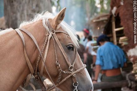 Harness horse - Tacuarembo - URUGUAY. Foto No. 39730