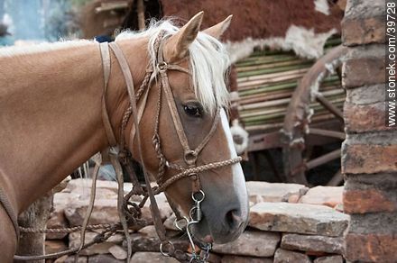 Harness horse - Tacuarembo - URUGUAY. Photo #39728