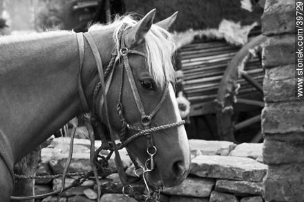 Harness horse - Fauna - MORE IMAGES. Photo #39729