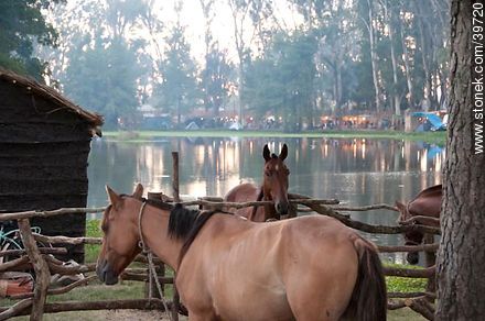 Caballos frente a la laguna - Departamento de Tacuarembó - URUGUAY. Foto No. 39720