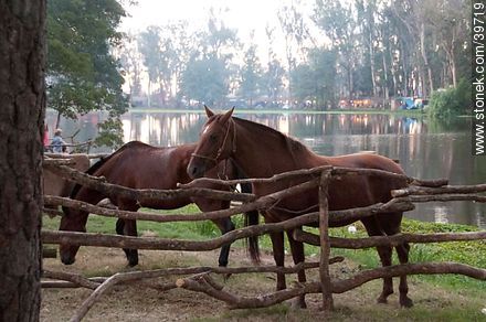 Horses in front of the lagoon - Tacuarembo - URUGUAY. Foto No. 39719