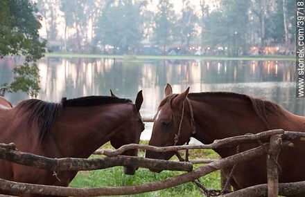 Horses in front of the lagoon - Tacuarembo - URUGUAY. Foto No. 39718