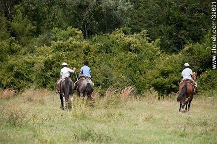 Young Riders rode in the field - Tacuarembo - URUGUAY. Photo #39601