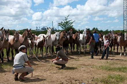 Cuidando a los caballos - Departamento de Tacuarembó - URUGUAY. Foto No. 39600