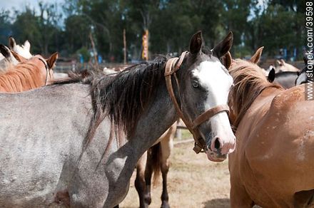 Horses - Tacuarembo - URUGUAY. Photo #39598