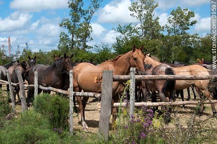 Horses - Tacuarembo - URUGUAY. Foto No. 39597