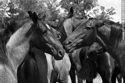 Horses - Tacuarembo - URUGUAY. Foto No. 39593