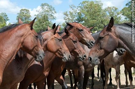Horses - Tacuarembo - URUGUAY. Foto No. 39584