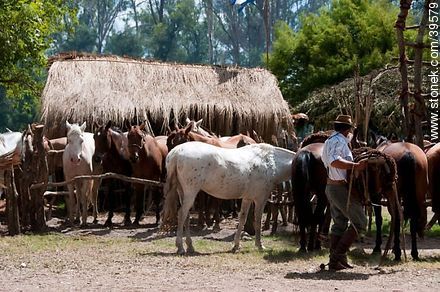 Llevando la montura - Departamento de Tacuarembó - URUGUAY. Foto No. 39579