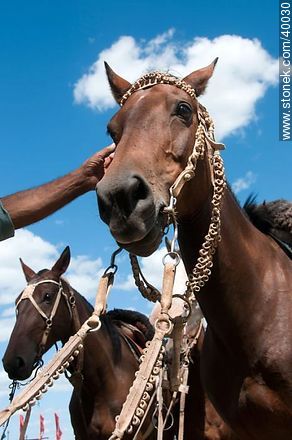 Horses - Tacuarembo - URUGUAY. Photo #40030