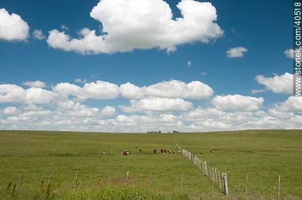Fields of Tacuarembó - Tacuarembo - URUGUAY. Photo #40518
