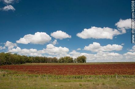 Plantación de sorgo. - Departamento de Tacuarembó - URUGUAY. Foto No. 40508