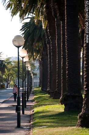 Avenida Julio M. Sosa - Departamento de Montevideo - URUGUAY. Foto No. 40729
