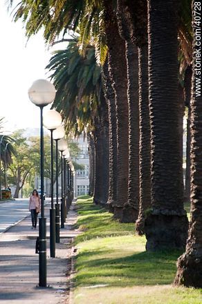 Avenida Julio M. Sosa - Departamento de Montevideo - URUGUAY. Foto No. 40728