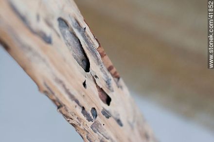 Moth-eaten wood -  - MORE IMAGES. Photo #41852