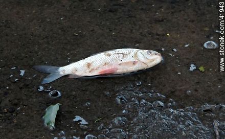 Mortandad de peces en el Riachuelo debido a cambios de temperatura -  - IMÁGENES VARIAS. Foto No. 41943