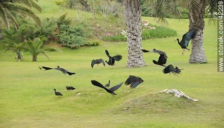 Bare-faced Ibis  - Punta del Este and its near resorts - URUGUAY. Photo #42239