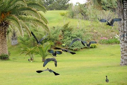 Bare-faced Ibis  - Punta del Este and its near resorts - URUGUAY. Photo #42237