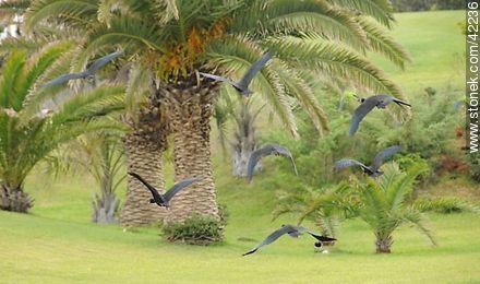 Bare-faced Ibis  - Punta del Este and its near resorts - URUGUAY. Photo #42236