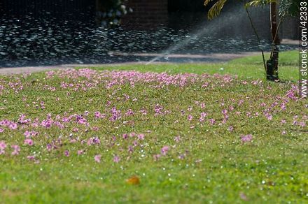 Sprinkler - Flora - MORE IMAGES. Photo #42333