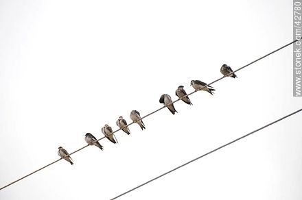Swallows - Fauna - MORE IMAGES. Photo #42780