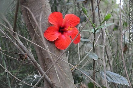 Flor de hibisco rojo - Departamento de Maldonado - URUGUAY. Foto No. 42775