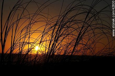 Sunset in the grass - Department of Maldonado - URUGUAY. Photo #42830