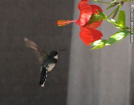 White-throated Hummingbird - Fauna - MORE IMAGES. Photo #42972
