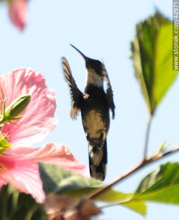White-throated Hummingbird - Fauna - MORE IMAGES. Photo #42971
