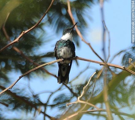 White-throated Hummingbird - Department of Maldonado - URUGUAY. Photo #42894