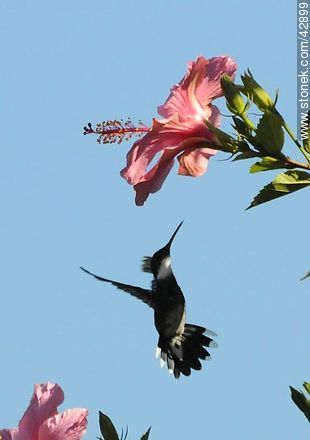 White-throated Hummingbird - Fauna - MORE IMAGES. Photo #42899