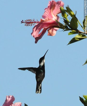 White-throated Hummingbird - Fauna - MORE IMAGES. Photo #42900