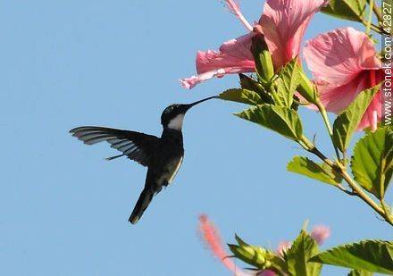 White-throated Hummingbird - Department of Maldonado - URUGUAY. Photo #42827