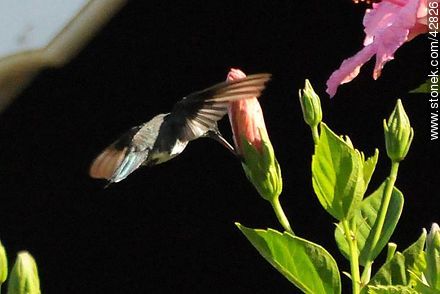 White-throated Hummingbird - Department of Maldonado - URUGUAY. Photo #42826
