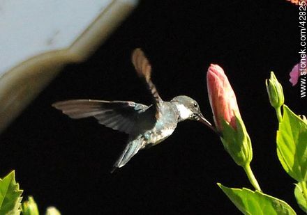 White-throated Hummingbird - Department of Maldonado - URUGUAY. Photo #42825