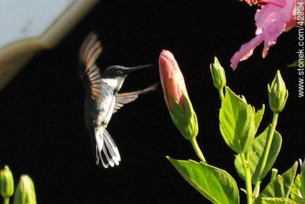 White-throated Hummingbird - Department of Maldonado - URUGUAY. Photo #42824