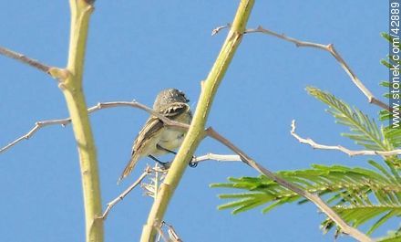 Tropical Kingbird 	 - Fauna - MORE IMAGES. Photo #42889