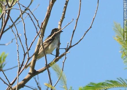 Tropical Kingbird 	 - Department of Maldonado - URUGUAY. Photo #42887